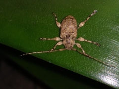 Leptostylopsis terraecolor