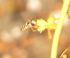 Ischiodon aegyptius