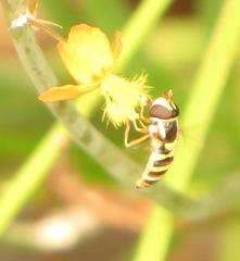 Ischiodon aegyptius