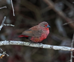 Lagonosticta rubricata