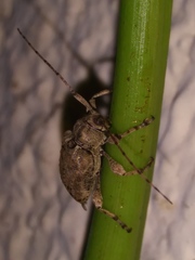 Leptostylopsis terraecolor