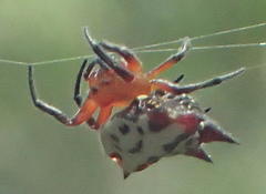 Gasteracantha sanguinolenta