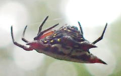 Gasteracantha sanguinolenta