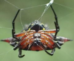 Gasteracantha sanguinolenta