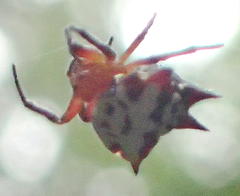 Gasteracantha sanguinolenta