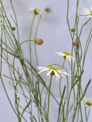 Brachyscome paludicola