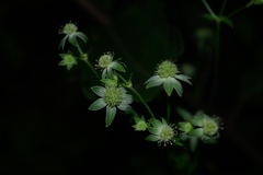 Eryngium