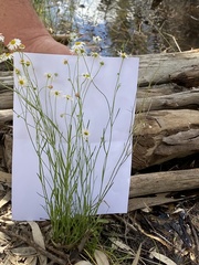 Brachyscome paludicola