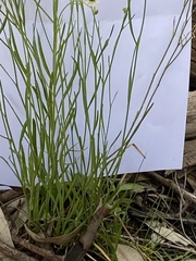 Brachyscome paludicola