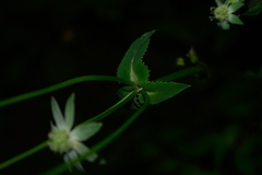 Eryngium