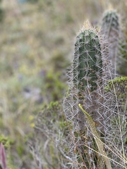Armatocereus godingianus