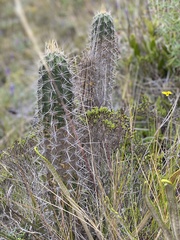 Armatocereus godingianus