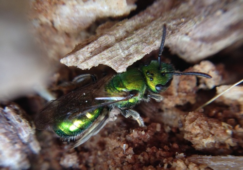 Pure Green Sweat bee photo 5