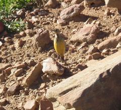 Macronyx capensis colletti