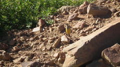 Macronyx capensis colletti