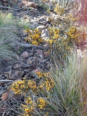 Dillwynia ramosissima