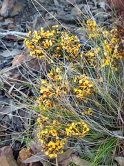 Dillwynia ramosissima