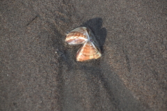 Tivela