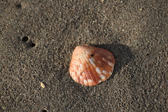 Tucetona