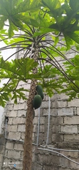 Carica papaya