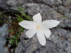 Zephyranthes chlorosolen