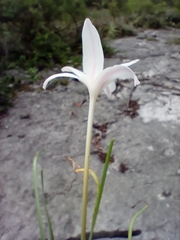 Zephyranthes chlorosolen