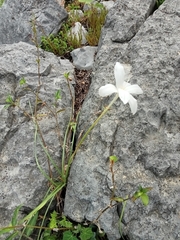 Zephyranthes chlorosolen