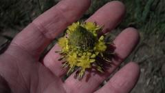 Bulbine narcissifolia