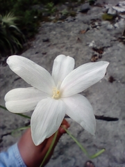 Zephyranthes chlorosolen