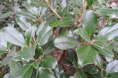 Brachyglottis buchananii