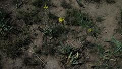 Bulbine narcissifolia