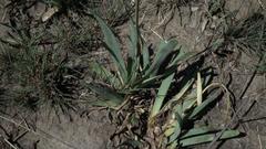 Bulbine narcissifolia