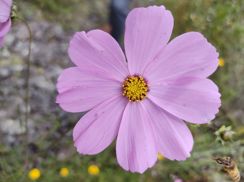 Cosmos bipinnatus