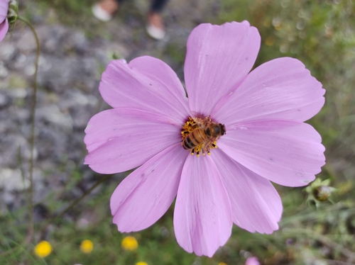 Cosmos bipinnatus