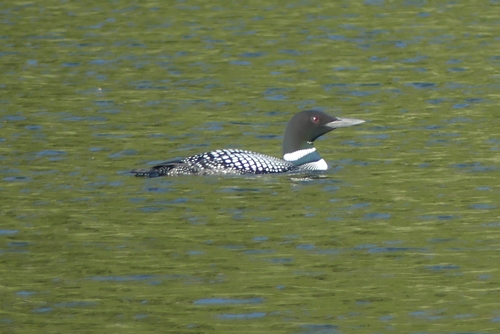 Common Loon