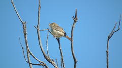 Cisticola fulvicapilla fulvicapilla