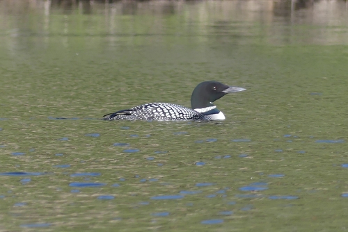 Common Loon