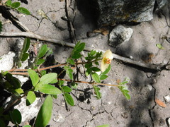 Kallstroemia rosei