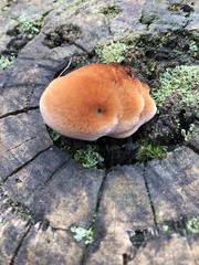 Postia pelliculosa