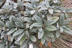 Brachyglottis revoluta