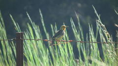 Macronyx capensis colletti