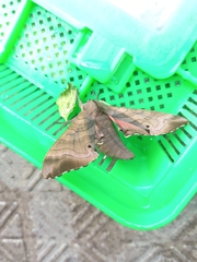 Marumba gaschkewitschii