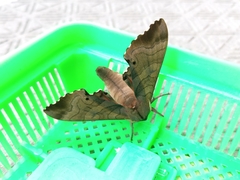 Marumba gaschkewitschii