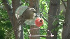 Colius striatus minor