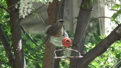 Colius striatus minor