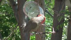 Colius striatus minor