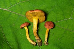 Boletus subfraternus