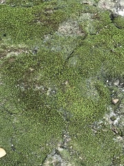 Bryum argenteum
