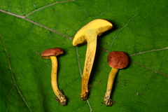 Boletus subfraternus