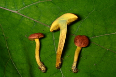 Boletus subfraternus